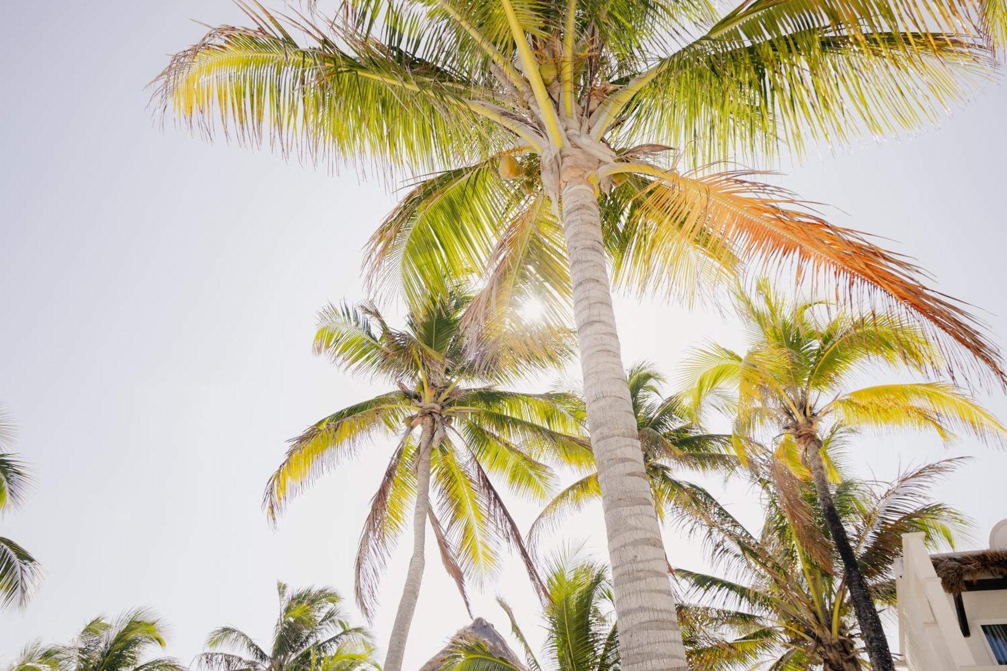ホテル Vr Club Tulum Riviera エクステリア 写真